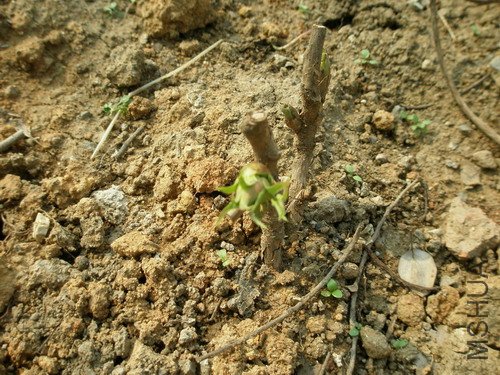 �﷢�ѳ�����