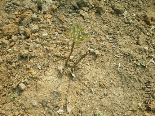 �﷢�ĺ���