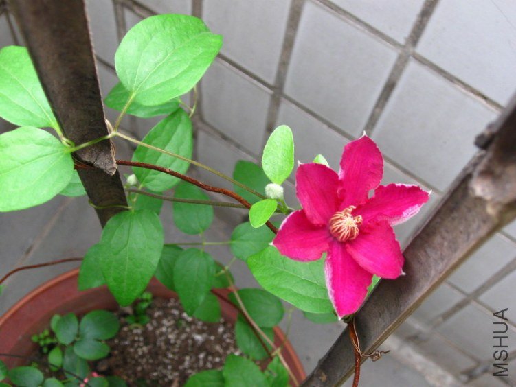 IMG_7865.JPG