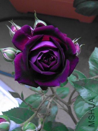 38205044_v1273637827.jpg