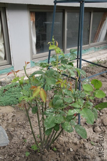 IMG_4295.JPG