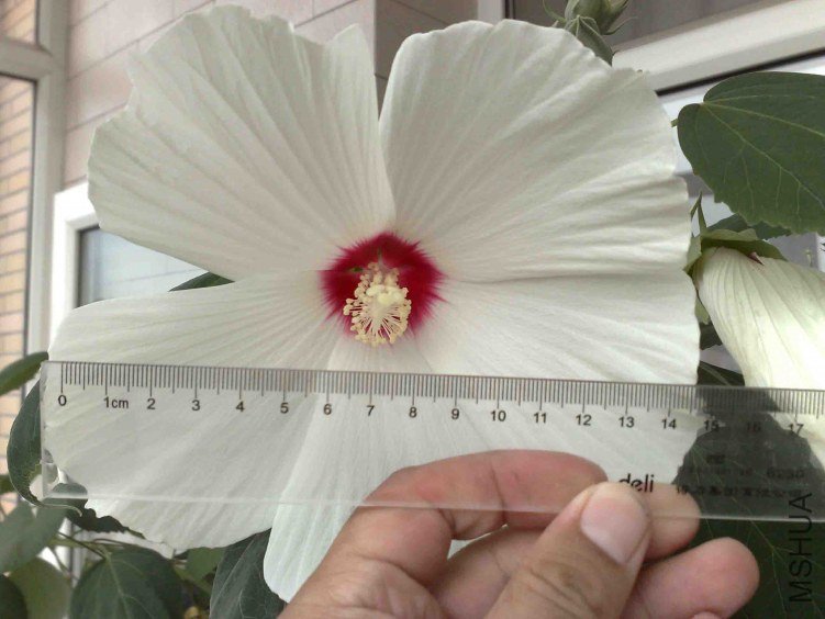 20090628061.jpg
