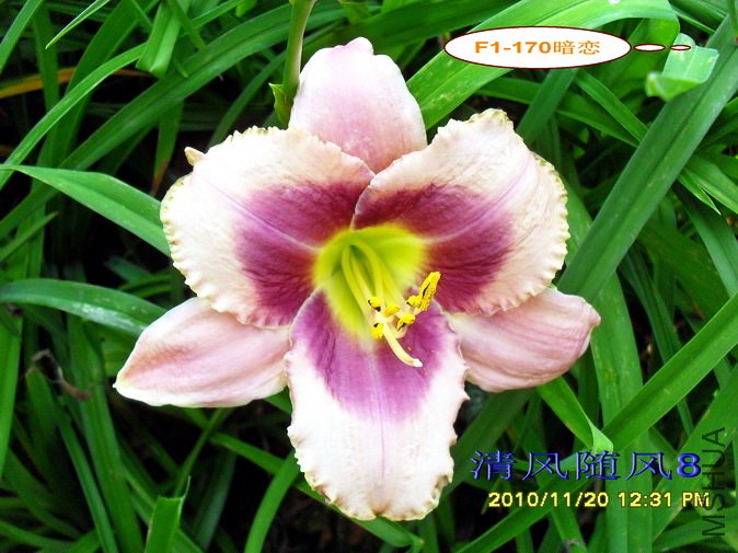 F1-170���� (2).jpg