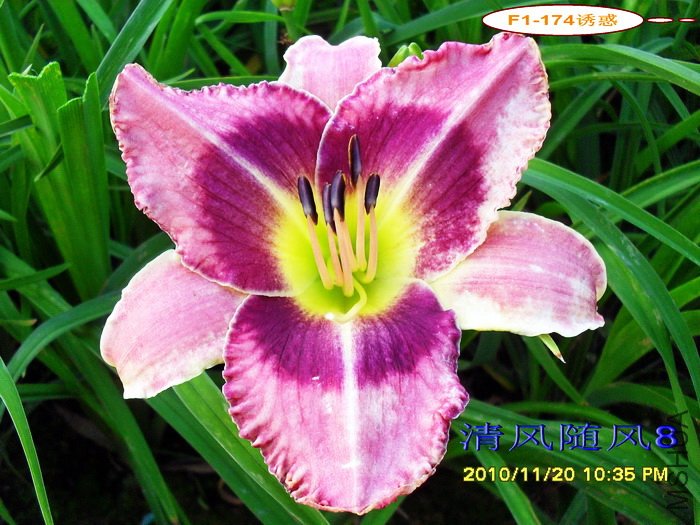 F1-174�ջ� (2).jpg