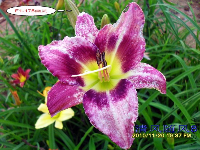 F1-175���� (2).jpg