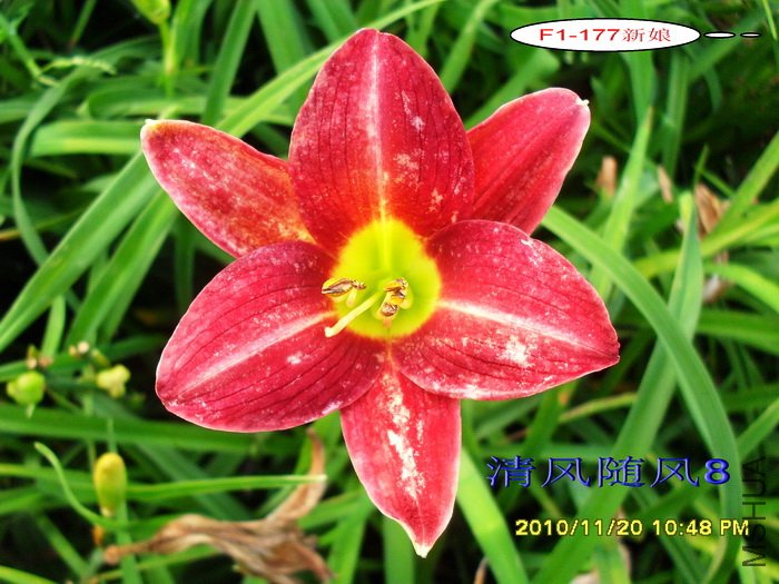 F1-177���� (2).jpg