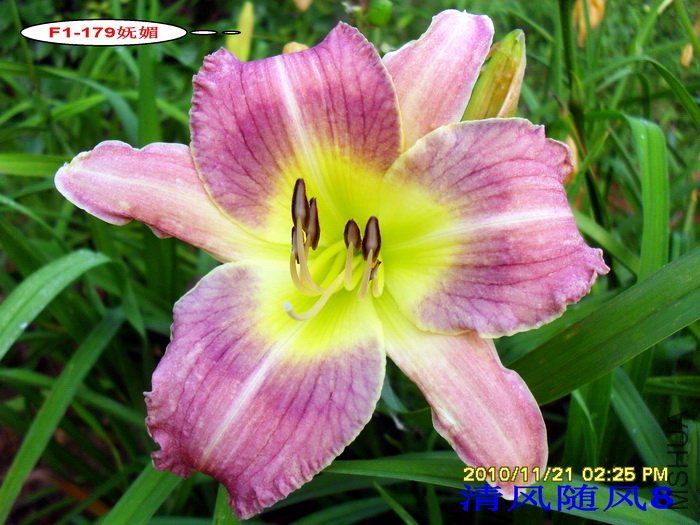 F1-179���� (1).jpg