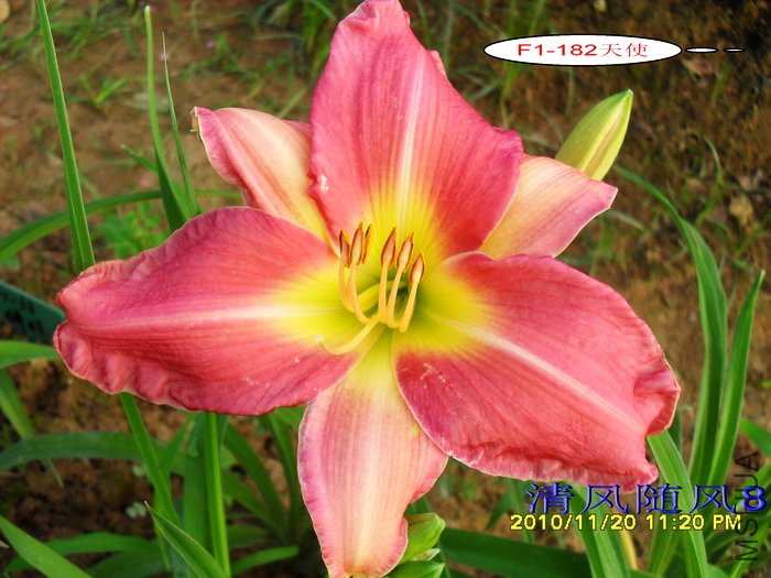 F1-182��ʹ (2).jpg