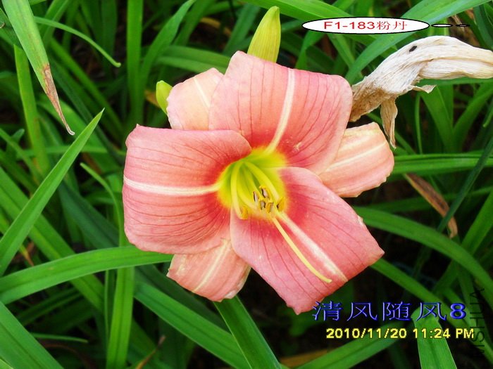 F1-183�۵� (1).jpg