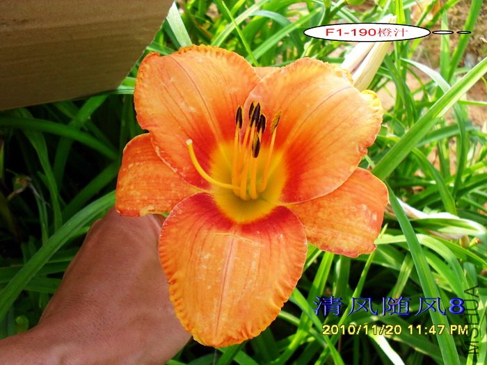 F1-190��֭ (1).jpg