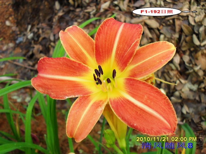 F1-192���� (1).jpg