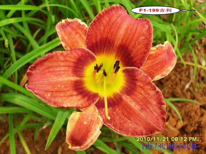 F1-199���� (1).jpg