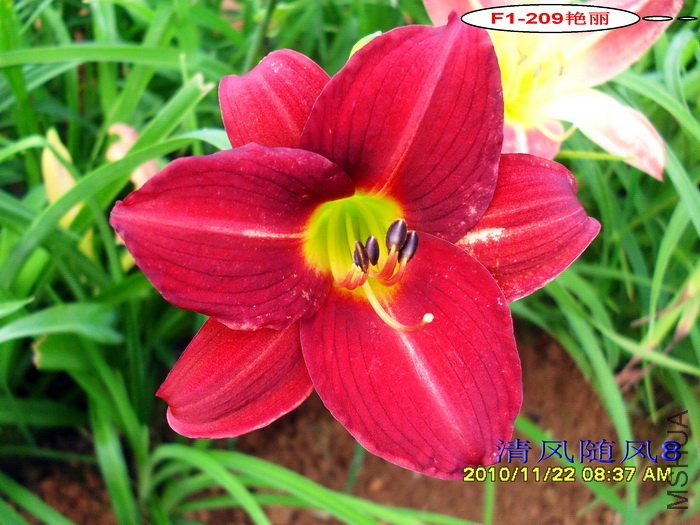 F1-209���� (1).jpg