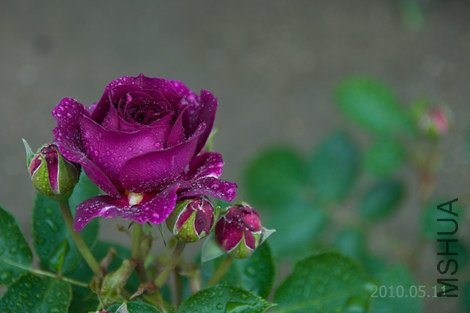 garden0511.jpg