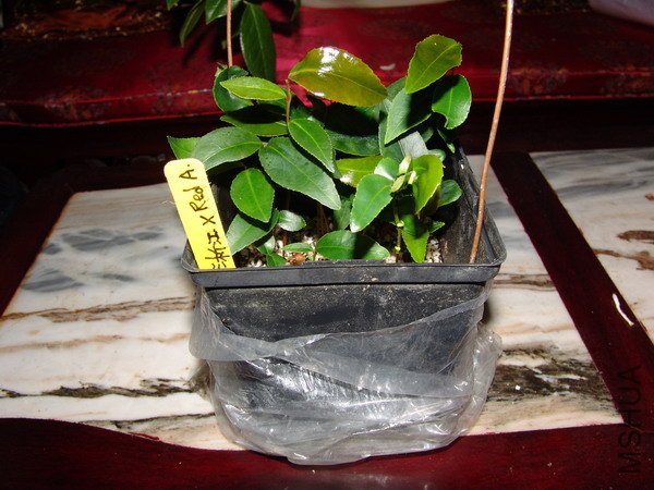 Photo  45.JPG