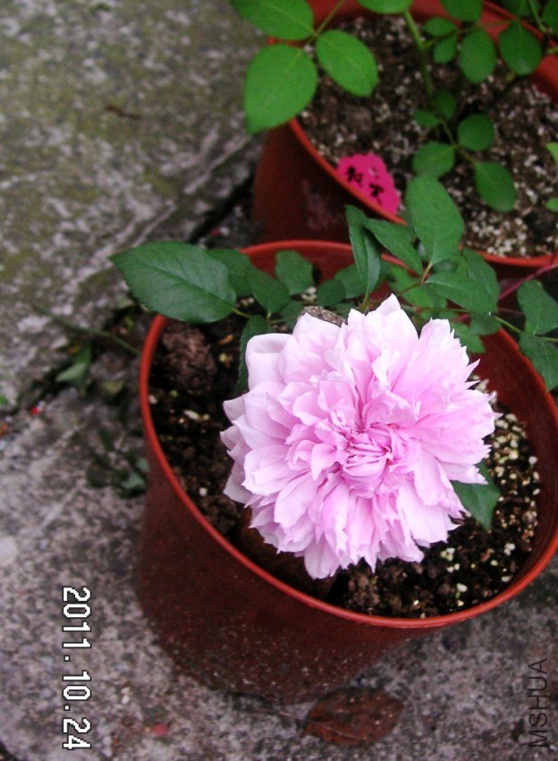 PICT0009.JPG