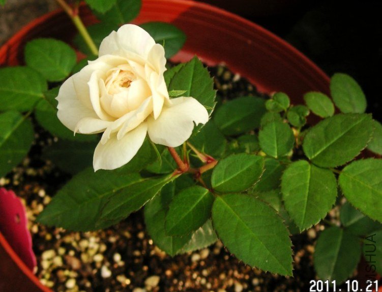 PICT0013.JPG