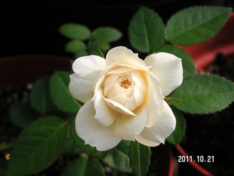 PICT0010.JPG