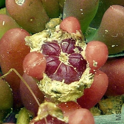 disphyma_crassifolia2.jpg