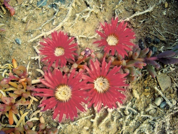 disphyma_crassifolia.jpg