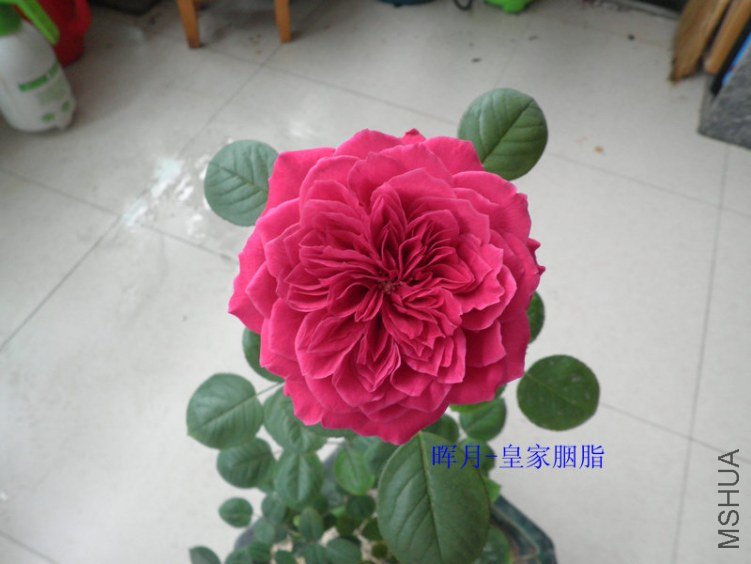P6160619_����.JPG
