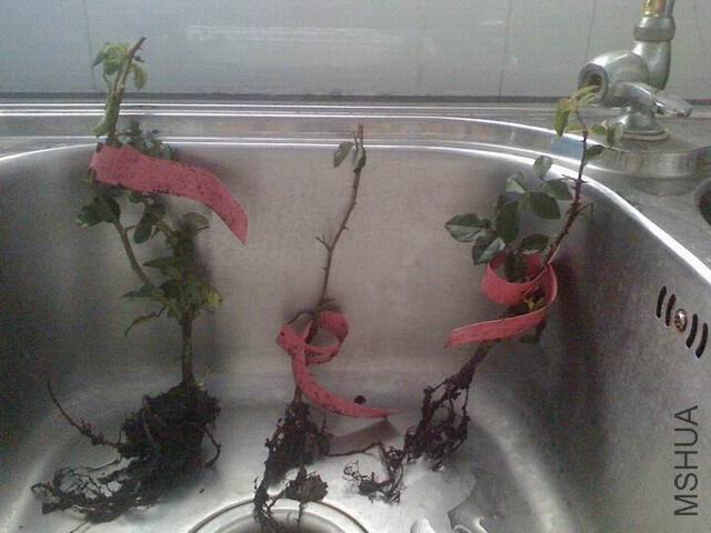 ������С ������С IMG1024142700.jpg