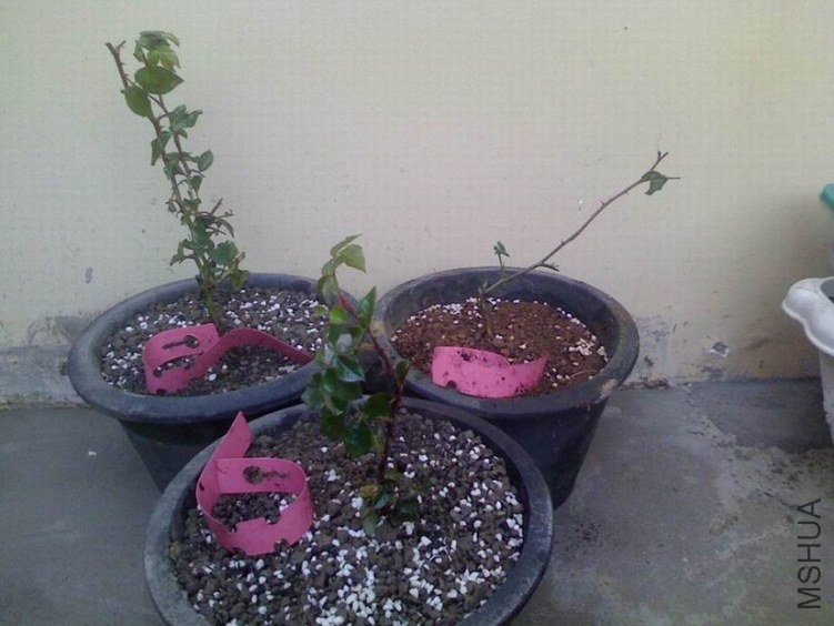 ������С ������С IMG1024160300.jpg