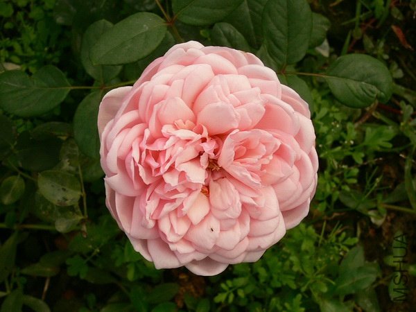 ʥ��1.jpg