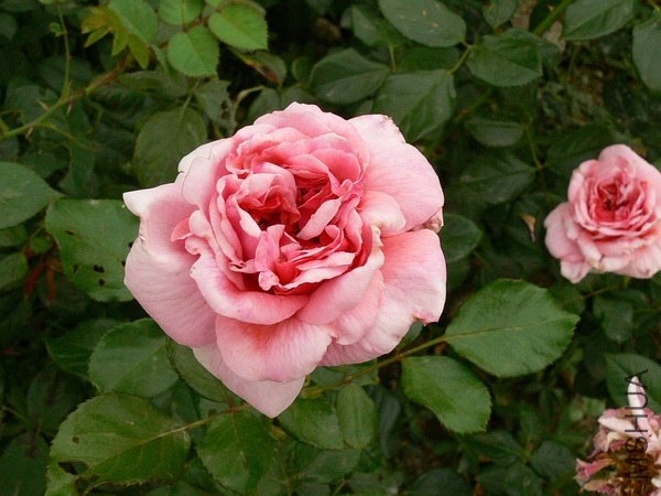 ���޹�3.jpg