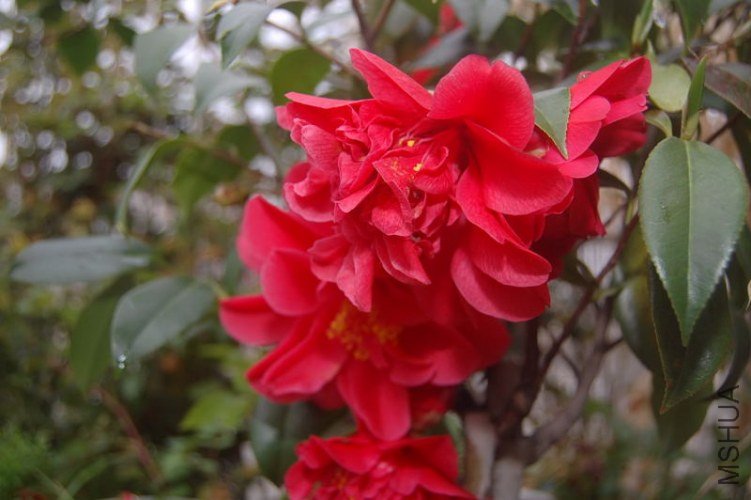 DSC_02770277.JPG