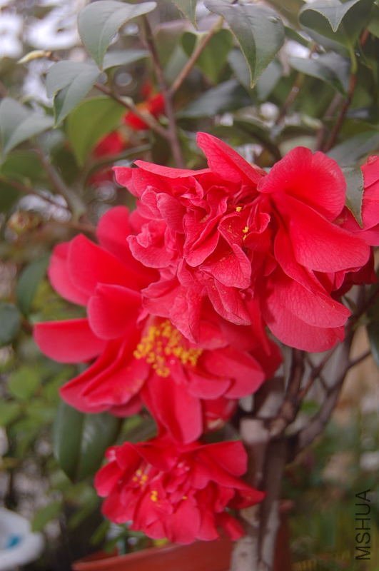 DSC_02740274.JPG