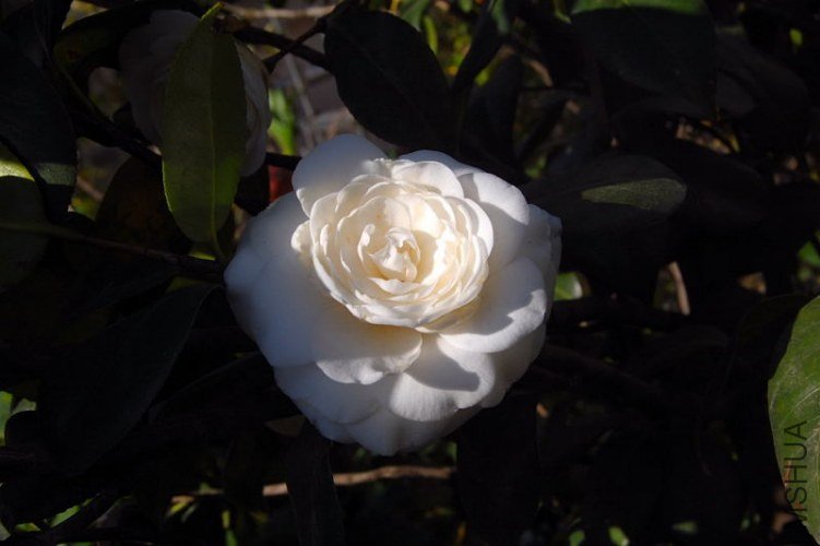 DSC_00290029.JPG