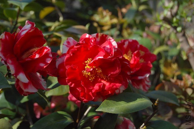 DSC_00450045.JPG