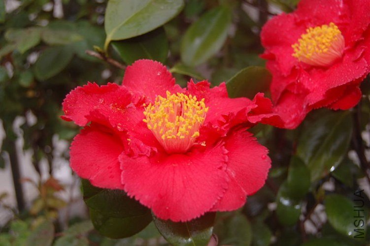 DSC_02000200.JPG