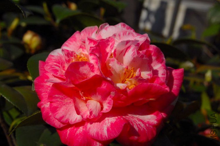 DSC_00500050.JPG