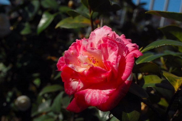 DSC_00780078.JPG
