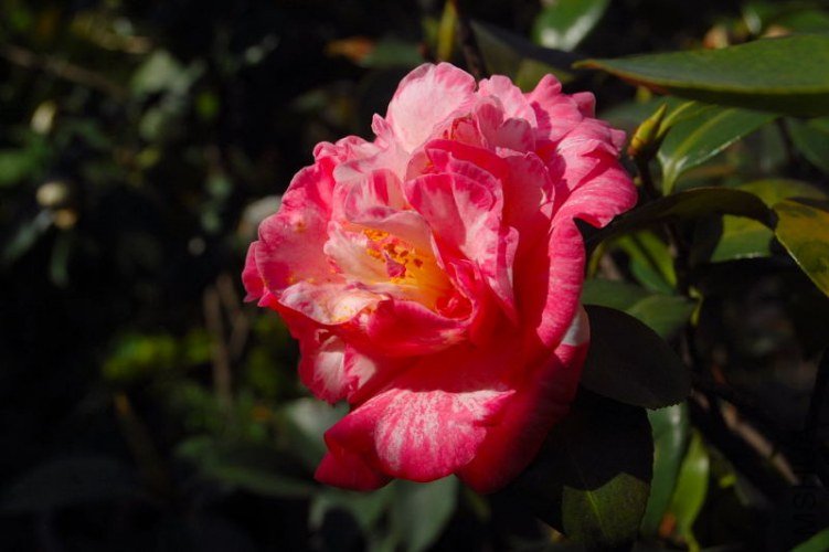 DSC_00770077.JPG