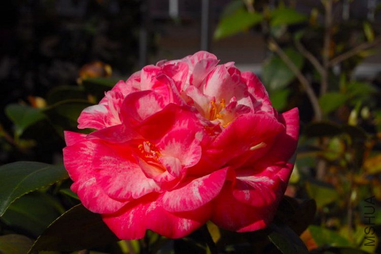 DSC_00490049.JPG