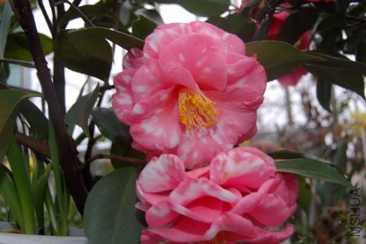 DSC_00470047.JPG