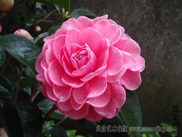 214947xth2cwzx0w2w8zjy.jpg