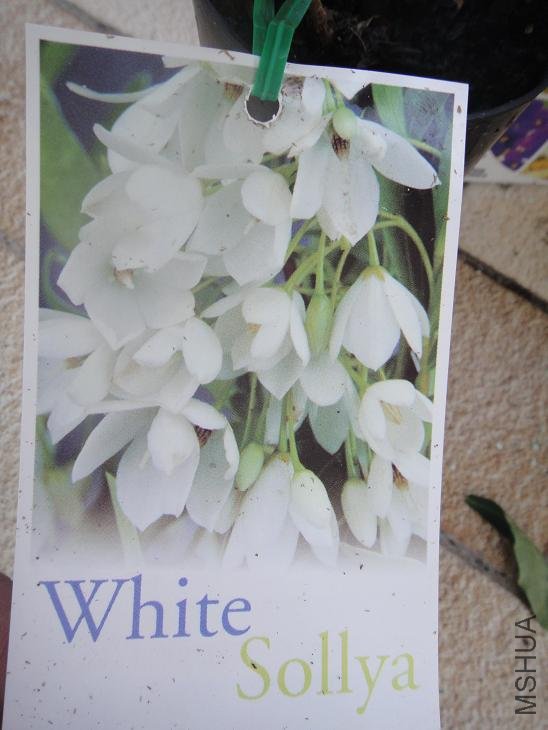 white sollya1.jpg