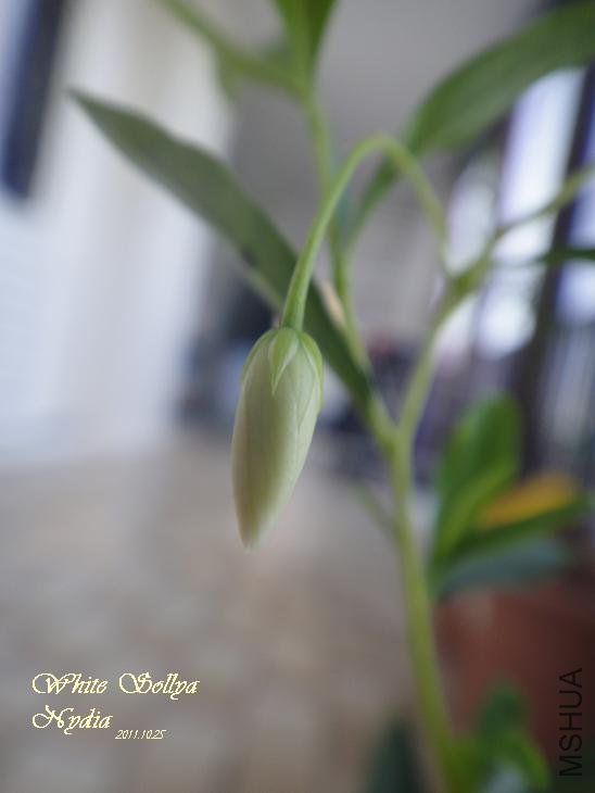 white sollya.jpg