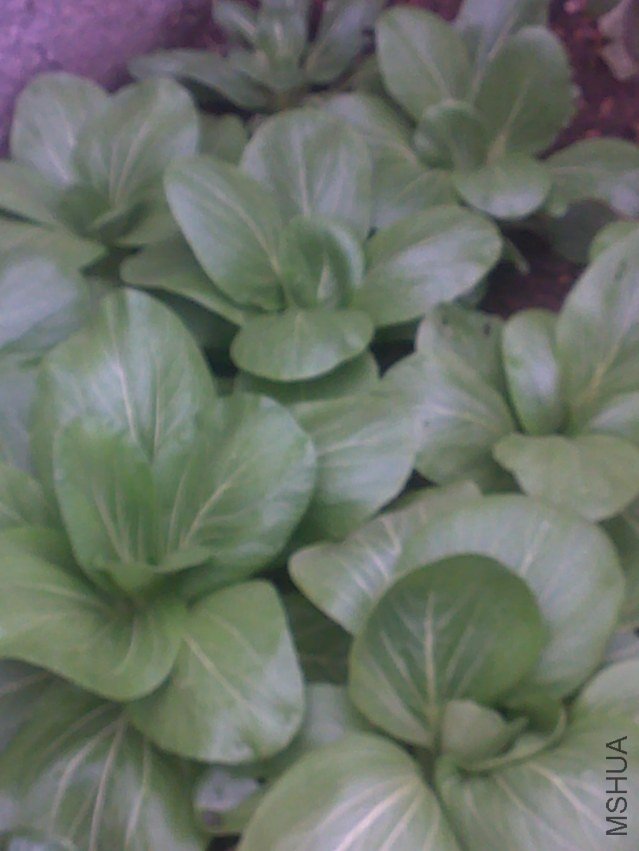 20111025271.jpg
