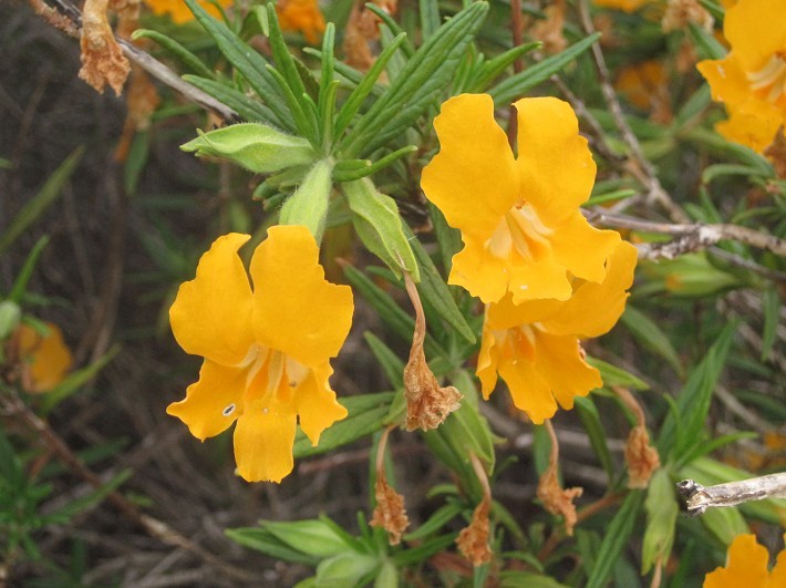 Diplacus longiflorus Conejo monkey flower.jpg