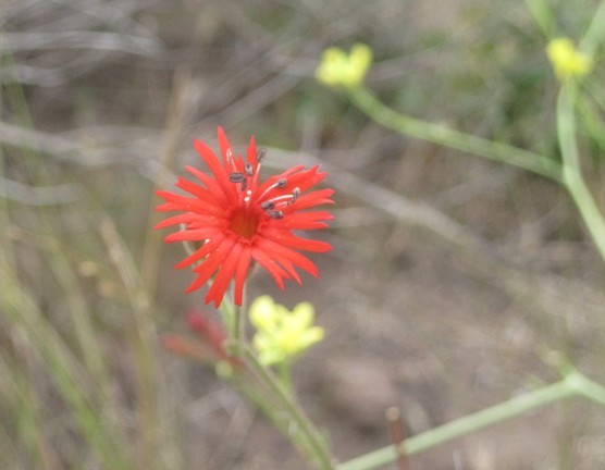 red catchfly.jpg