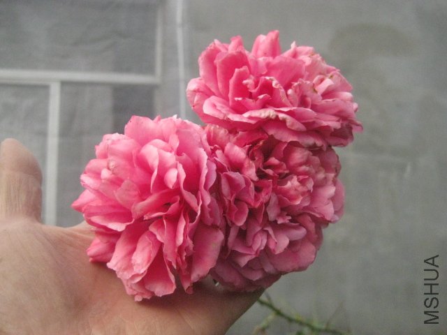 ��Ƭ 049.jpg
