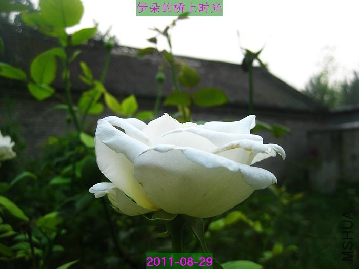 nEO_IMG_��Ƭ 027.jpg