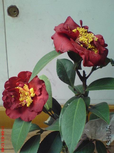 DSC00340.JPG