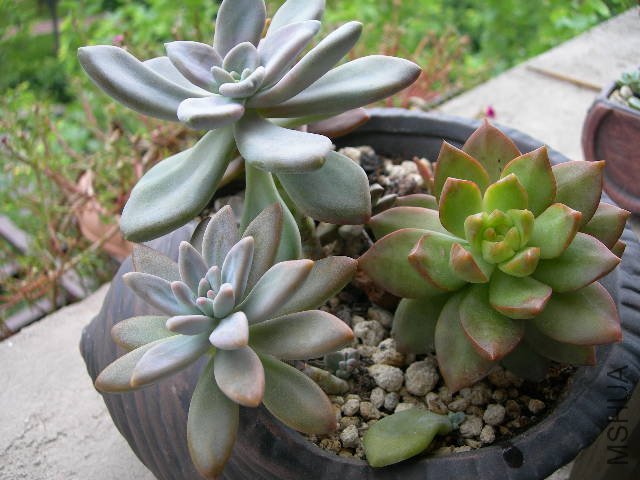 DSCN7302.JPG