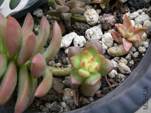 DSCN7303.JPG